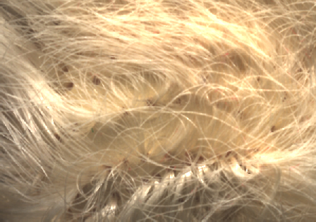 Your Roots are Showing...